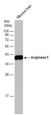 arginase 1 Antibody