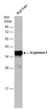 arginase 1 Antibody