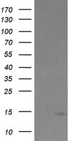 LDLRAP1 Antibody