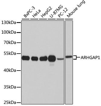 ARHGAP1 antibody