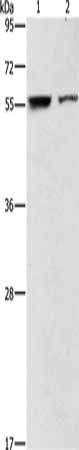 ARHGAP15 antibody