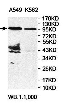 ARHGAP27 Rabbit Polyclonal Antibody
