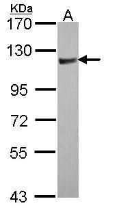 ARHGAP4 antibody [N1N2], N-term