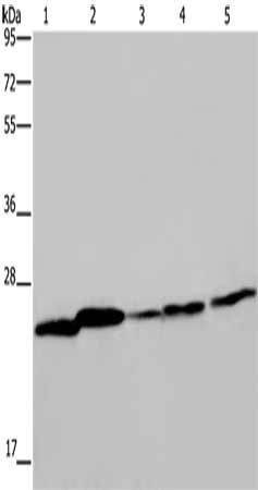 ARHGDIA Antibody