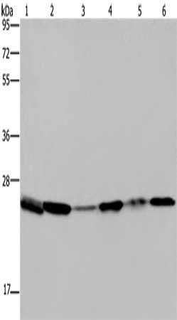 ARHGDIA Antibody