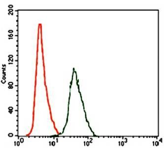 ARHGDIA Antibody