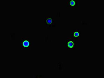 ARHGDIG Antibody