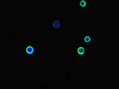 ARHGDIG antibody