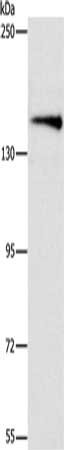 ARHGEF11 antibody