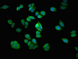 ARHGEF12 antibody