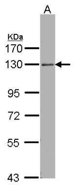 Rho/Rac guanine nucleotide exchange factor 18 Antibody