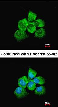 ARHGEF18 antibody