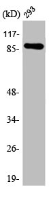 ARHGEF19 Antibody