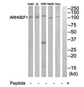 ARHGEF1 Antibody