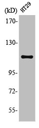 ARHGEF2 Antibody