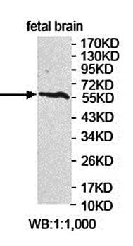 ARHGEF3 antibody