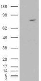 Goat anti-ARHGEF4 Antibody