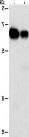 ARHGEF5 Antibody