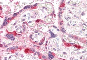 Goat anti-GEF5 Antibody