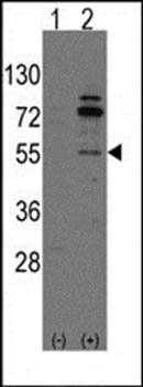 Arhgef9 antibody