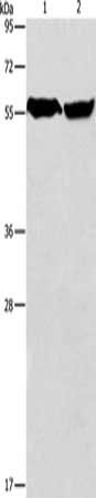 ARHGEF9 Antibody