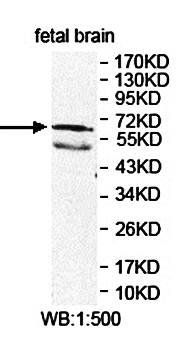 ARHGEF9 antibody