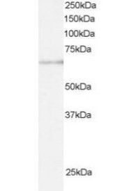 ARIH1 antibody
