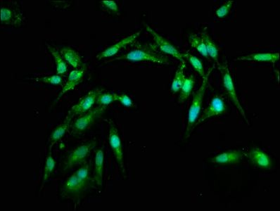 ARL1 Antibody