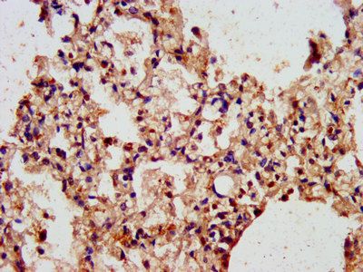 ARL1 Antibody