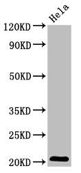 ARL1 Antibody