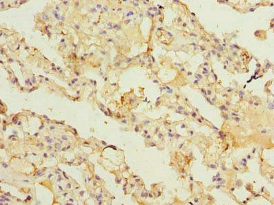 ARL11 antibody