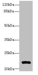 ARL14 Antibody
