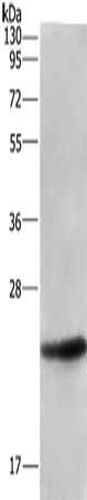 ARL4A antibody