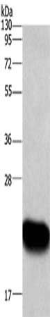 ARL4A antibody