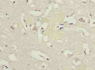 ARL6IP1 Antibody