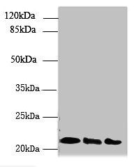 ARL8B antibody