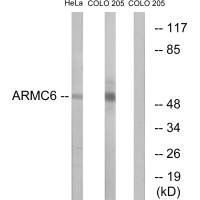 ARMC6 antibody