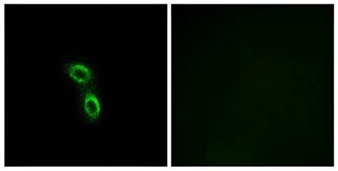 ARMC6 Antibody