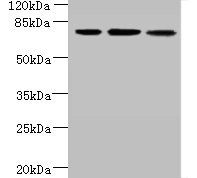 ARMC9 antibody