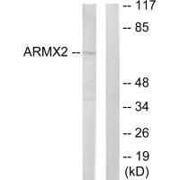 ARMCX2 antibody