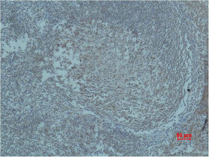 ARNT Antibody