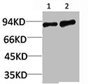 ARNT Antibody