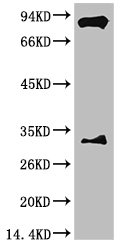 ARNT Monoclonal Antibody