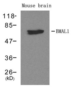 ARNTL antibody