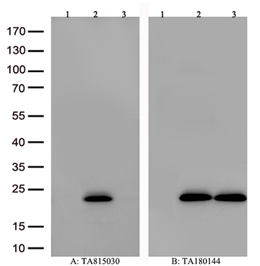 Arp3 Antibody