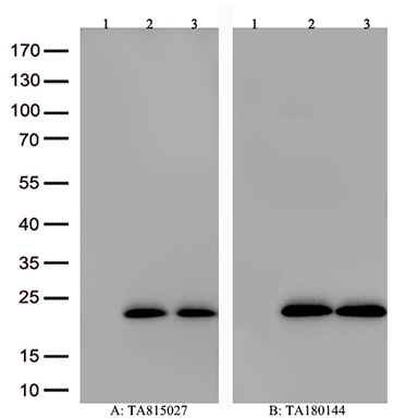 Arp3 Antibody
