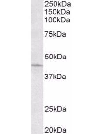 ARPC1A Antibody
