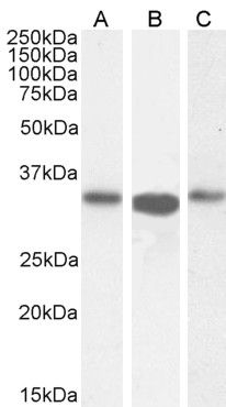 Goat anti-ARPC2 Antibody