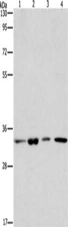 ARPC2 antibody