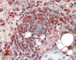 Goat anti-ARPC2 Antibody